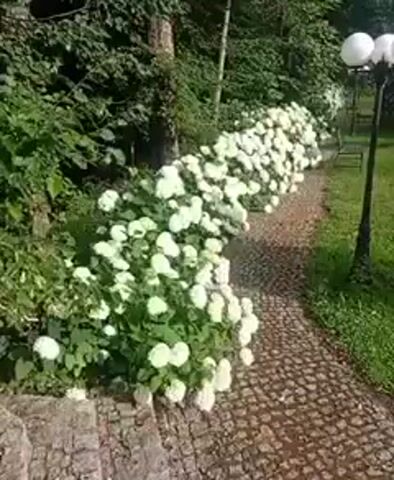 The video shows a walking path lined with blooming white hydrangeas. The path is made of cobblestones and is bordered by lush green foliage. In the background, there are trees and some outdoor seating, including benches. The scene is bathed in sunlight, creating shadows on the path. The camera moves slowly along the path, showcasing the abundance of flowers.