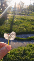 Person holds dandelion in Plovdiv outdoor setting