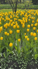 Spring morning captured across Saint Petersburg parks and gardens