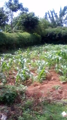 The video displays a vertically oriented shot of a thriving agricultural field, predominantly featuring young, green maize plants. The maize is cultivated in reddish-brown soil, with the plants appearing healthy and uniformly green. In the background, a dense line of mature green trees forms a natural boundary, suggesting a forest edge or a well-vegetated area. The sky above is bright, indicating daytime conditions, possibly overcast or hazy. No specific individuals or objects other than the crops and trees are visible within the frame. However, background chatter and speech in a local language can be heard, implying human presence nearby. There is no visible text. The scene depicts a rural agricultural setting, consistent with farming practices in regions like Bondo, Kenya.