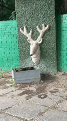 Person documents roses, selfies, pathways and animal encounters