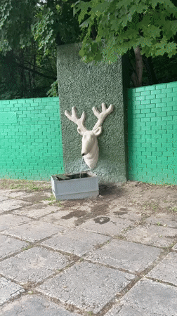 Person documents roses, selfies, pathways and animal encounters