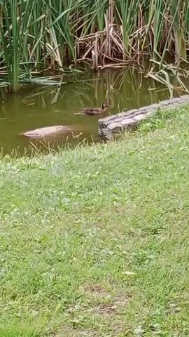 The video shows a young alligator swimming in a pond. The alligator is small, likely a juvenile, and is partially submerged in the water. The pond is surrounded by tall green reeds and grass. The alligator is swimming towards the reeds, where it will likely seek shelter. There is a stone border along the edge of the pond where the alligator is swimming. The water in the pond is murky green, and the reeds are dense and provide a good hiding place.
