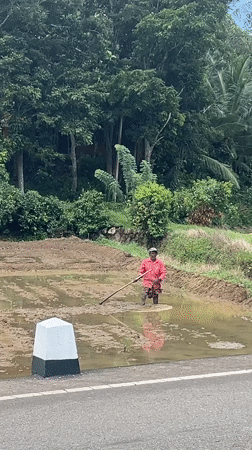 Farmer works flooded field as dog roams road in Kananke