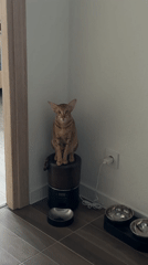 Cat sits atop automatic feeder in Russian home