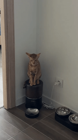 Cat sits atop automatic feeder in Russian home