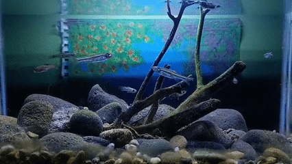 Slender fish swimming through a decorated aquarium tank