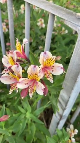 A close-up shot focuses on a cluster of white and pink alstroemeria flowers with yellow markings growing near a gray metal fence. The flowers are the main subject, showing off their intricate patterns and colors. Green leaves surround the flowers, indicating healthy growth. The background reveals more alstroemeria flowers and greenery, suggesting a garden or landscaped area. The fence is simple, adding a structural element to the natural scene. The camera is relatively still, allowing for a clear view of the flowers and their surroundings.