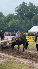 Traditional horse work and police activity observed in rural Bulgaria