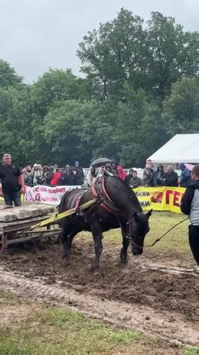 Traditional horse work and police activity observed in rural Bulgaria