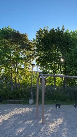 The video shows a playground on a sunny day. A black, white, and brown dog stands near a green grassy area and a chain-link fence. In the foreground, there are swings hanging from a swing set and a sandy ground area. In the background, there are trees and a few benches. The camera zooms in slightly on the dog.