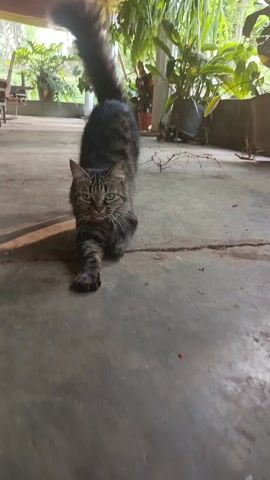 The video shows a medium-sized tabby cat standing on a concrete floor. The cat faces the camera with its head slightly lowered, then moves to the left and walks past the camera. The background shows potted plants on a porch.