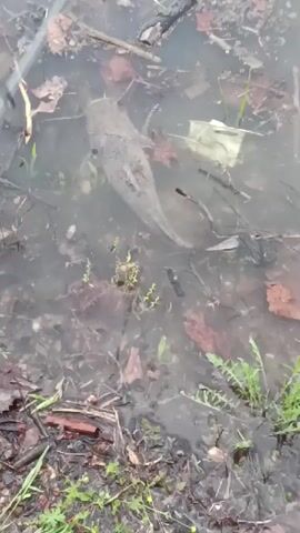 The video captures a large, grayish-brown catfish partially submerged in shallow, murky water. The water's bottom is visible, covered with an assortment of fallen brown leaves, twigs, and small green plants. A white, possibly plastic, object floats near the fish. A thin fishing line extends into the water towards the catfish, and a segment of a fishing rod is briefly visible, dipping into the water close to the fish. The catfish remains mostly still in the turbid water. The scene suggests an outdoor, natural environment, possibly a pond or a muddy bank of a stream.