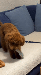 Brown poodle plays with toy in Sutomore home