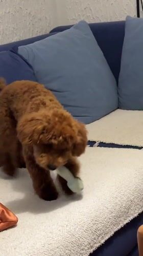 Brown poodle plays with toy in Sutomore home