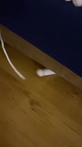 A white cat paw with pink toe pads and dark nails is visible emerging from under a dark blue object. The paw is positioned on a light brown wooden floor. A thin white string hangs down to the left of the paw, partially obscuring it. The scene is dimly lit, with the focus on the cat's paw.