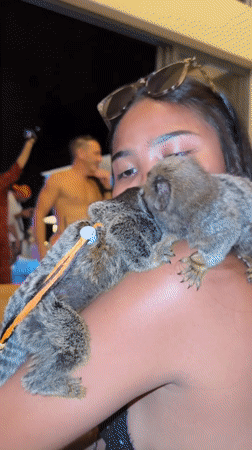 Rooftop pool party with performances and exotic animals, Ko Samui