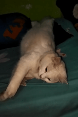 White cat fully committed to a nap on a teal bedspread