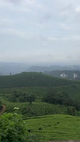 The video displays a static, elevated shot of a vast, verdant landscape dominated by meticulously arranged tea plantations covering rolling hills. The sky is overcast and light grey. In the distance, several buildings, including a prominent white structure with a red roof, are visible on a distant hill, with hazy mountains beyond. Green foliage partially obscures the bottom foreground. No people are present. A continuous mechanical engine sound is audible throughout the recording.