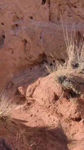 The video captures a first-person perspective walk through a narrow, winding path nestled between towering, reddish-brown rock formations. The rock faces are rugged, displaying various textures, crevices, and numerous small, rounded indentations and holes, possibly formed by erosion.

The ground underfoot is sandy and dusty, with sparse patches of dry, light-colored grass and vegetation clinging to the edges of the path and the base of the rocks. Bright sunlight illuminates the scene, casting strong shadows and creating visible lens flares as the camera moves and pans. This indicates a clear, sunny day, likely morning or afternoon.

The path appears to continue deeper into the rock landscape, suggesting an exploration of a canyon or similar geological feature. The overall environment evokes a sense of natural beauty and ruggedness. No people or visible text are present in the video. The location is contextualized as Tosor, Kyrgyzstan.
