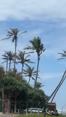 The video captures a scenic coastal landscape in Walgama, Sri Lanka, panning slowly from left to right. It begins with a cluster of tall palm trees against a bright blue sky with scattered white clouds. Lush green foliage and bushes are visible below the trees, along with a green fence and what appears to be a small boat or overturned object near a paved pathway. As the camera pans right, more of the ocean comes into view, revealing significant white-capped waves crashing against a rocky shore. A distinctive feature is a very tall, leaning palm tree on the right, curving towards the sea. The pan continues, showcasing the vast expanse of the ocean with strong waves, and some faint white structures, possibly fishing stilts or buoys, in the distance. The scene is bright and sunny, indicating daytime. No people or visible text are present in the video.