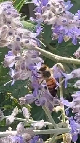 The video shows a close-up view of a bee on a cluster of purple flowers. The bee is positioned in the center of the frame, with its body facing downwards and its legs gripping the petals. Its abdomen is dark brown with lighter stripes, and its wings are partially visible. The flowers are small and delicate, with a light purple color and fuzzy textures. Green leaves are visible in the background, suggesting an outdoor environment. The lighting appears to be natural sunlight, casting a soft glow on the scene. The focus is sharp on the bee and the flowers, with a slightly blurred background. The video captures a moment of nature, highlighting the interaction between the bee and the flowering plant.