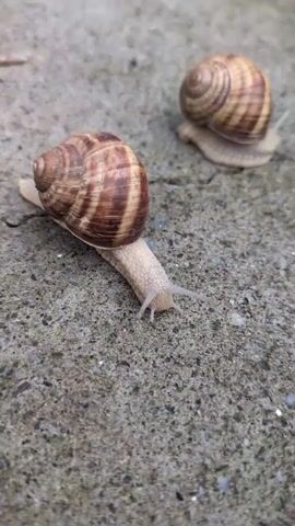 This is a close-up, low-angle video of two snails on a textured, gray, concrete surface. The snail in the foreground is larger, with a brown and cream-colored spiral shell. Its pale body is elongated, and it has two visible eye stalks extended forward. The second snail, smaller and slightly out of focus, is in the background, also with a similar spiral shell. Both snails appear to be moving slowly across the surface. The lighting suggests it could be daytime, possibly overcast given the diffused light. The setting appears to be outdoors, on a paved area, with the concrete texture suggesting it might be a sidewalk or pathway. There is no visible text in the video. The overall mood is one of quiet observation of nature's slow-paced movement.