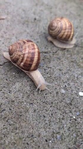 Snails, a cat, and backyard life on a rainy afternoon in Izmail
