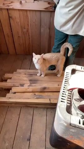 A light orange cat stands on a pile of wooden planks in a room with wooden walls and floor. A person wearing a light-colored shirt and green pants stands behind the cat, partially visible. The cat looks up and then down at the camera as it walks forward. A portion of a metal object, possibly a stove, is visible in the foreground on the right.