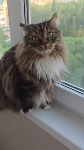 A fluffy brown and white cat sits on a white windowsill looking out a window. The cat is looking to its right and its ears are pointed forward. The background is slightly out of focus, showing trees and buildings.