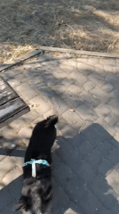Dogs playing fetch in a Mykolaiv park on a late summer morning