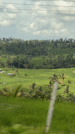 Rice terraces filmed from moving vehicle in Penebel, Indonesia