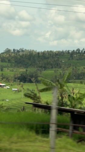 Rice terraces filmed from moving vehicle in Penebel, Indonesia
