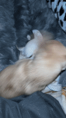 Two Chihuahuas playfight on blanket in Sofia