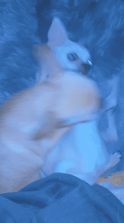 Two Chihuahuas playfight on blanket in Sofia