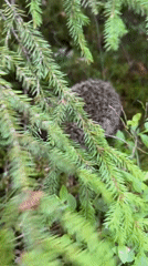 Hedgehog encounters on a forest trail near Orekhovo