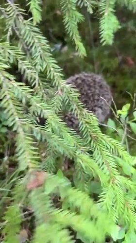 Hedgehog encounters on a forest trail near Orekhovo