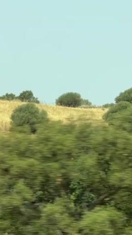 The video shows a panoramic view of a rolling landscape under a clear sky. The terrain is characterized by rolling hills covered in dry, golden grass, dotted with scattered green trees and bushes. The foreground features denser green foliage, while the background reveals the undulating hills extending towards the horizon. The scene appears to be in a rural or natural setting, possibly during a dry season, with the sunlight casting a warm glow on the landscape. The camera movement suggests a slow pan or a vehicle in motion, creating a sense of forward progression through the scenery. No people or animals are visible in the frame.