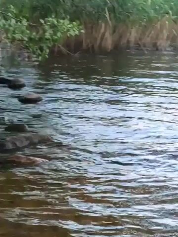 The video begins with a close-up of rippling water, likely a river or lake. Tall green reeds are visible along the bank in the background. As the video progresses, the camera pans out, revealing a wider body of water. A small, tree-covered island comes into view in the distance. The sky is overcast, and the overall impression is a tranquil, natural landscape. There are no people or specific actions depicted, beyond the movement of the water.