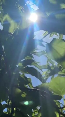 This media file is a close-up, low-angle shot looking up through the leaves of a tree towards the bright sun. The leaves are a vibrant green and appear to be healthy. Sunlight streams through the foliage, creating lens flares and casting dappled shadows on the leaves. The sky visible through the leaves is a clear, light blue. The overall impression is one of a sunny day, likely outdoors. The focus is on the natural elements of the tree and sunlight, with no people or man-made objects prominently visible. The time of day appears to be daytime, given the bright sunlight. The lack of any specific landmarks or identifying features makes it difficult to pinpoint a precise location beyond a general outdoor setting. The emotion conveyed is one of peacefulness and the beauty of nature. There is no visible text in the media file.