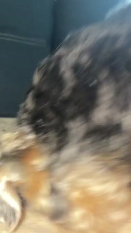 The video shows a close-up, shaky shot of the back of a small, fluffy dog. The dog's fur is a mix of black, tan, and gray. The dog appears to be lying down on a textured, light-colored surface, possibly a blanket or rug. The background is dark and out of focus. The dog's head is mostly obscured, but its ear is visible on the left side of the frame. The dog's paw is also visible at the bottom right. The overall impression is of a relaxed or sleeping dog.