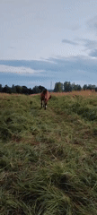 Rural Belarus: horses, utility trucks, and wildflowers