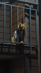 Da Lat night: dressed cat on a balcony, neighborhood lights below