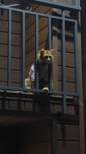 Da Lat night: dressed cat on a balcony, neighborhood lights below