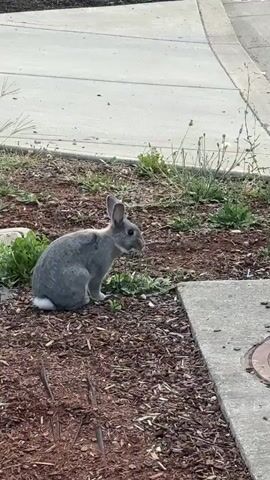 The video shows a grey rabbit with white on its tail sitting on the ground. It is surrounded by mulch, green plants, and concrete. The rabbit turns its head to the left and then to the right. It then appears to be eating some of the green plants. The rabbit then turns its body to the right and hops slightly. The rabbit's ears are perked up and it appears to be looking around. The video is filmed from a slightly elevated angle.