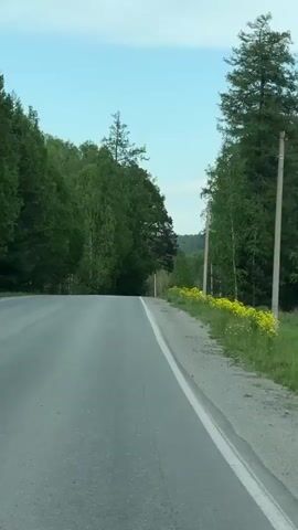 The video shows a road stretching away through a rural landscape. The road is paved and has a solid white line marking the edge. On either side of the road, lush green trees line the path, creating a tunnel-like effect. Patches of yellow wildflowers dot the grassy verges. Power lines and poles are visible sporadically among the trees. As the road curves slightly, a yellow pedestrian crossing sign comes into view. The sky is a mix of light blue and overcast grey.