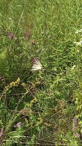A butterfly with white and black striped wings is perched on a small purple flower. The butterfly's wings are fanned open and it is stationary. The butterfly is surrounded by lush green foliage, including tall grasses and various wildflowers. The lighting suggests it is daytime. The camera is positioned at a medium distance, capturing the butterfly and its immediate surroundings.