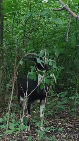 A black and white goat is shown eating leaves from a tree in a wooded area. The goat has horns and is standing on its four legs. The leaves are green and the tree has a rough bark. The ground is covered with leaves and debris. The video is shot in a natural light setting and the overall scene is of a peaceful, natural environment.
