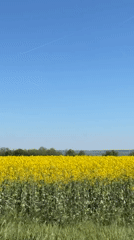 Spring canola field blooms under clear skies in Bulgaria
