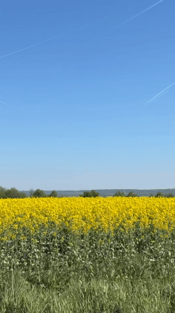 Spring canola field blooms under clear skies in Bulgaria